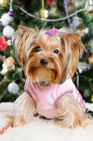 Χαριτωμένο Yorkshire Terrier μπροστά από χριστουγεννιάτικο δέντρο — Φωτογραφία Αρχείου