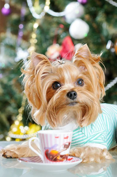 Niedlicher yorkshire terrier vor dem weihnachtsbaum — Stockfoto