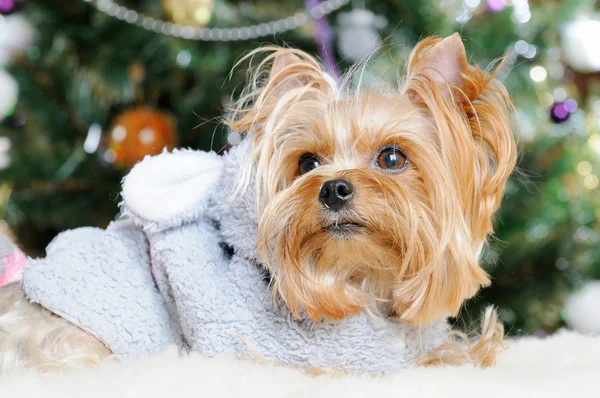 Niedlicher yorkshire terrier vor dem weihnachtsbaum — Stockfoto