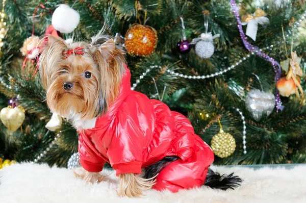Söt Yorkshire Terrier framför julgranen — Stockfoto