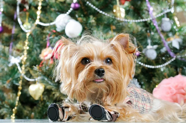 Χαριτωμένο Yorkshire Terrier μπροστά από χριστουγεννιάτικο δέντρο — Φωτογραφία Αρχείου