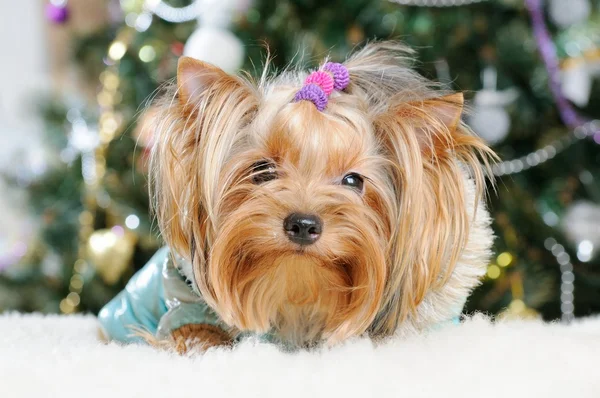 Χαριτωμένο Yorkshire Terrier μπροστά από χριστουγεννιάτικο δέντρο — Φωτογραφία Αρχείου