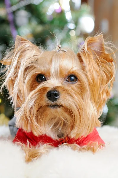 크리스마스 트리 앞에 있는 귀여운 요크셔 테리어 — 스톡 사진