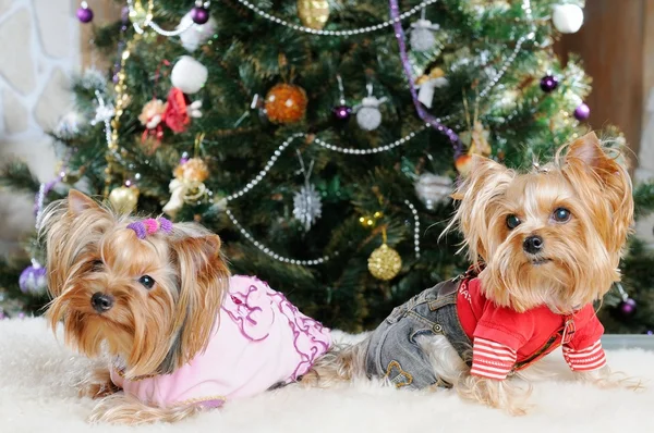 Χαριτωμένο Yorkshire Terrier μπροστά από χριστουγεννιάτικο δέντρο — Φωτογραφία Αρχείου