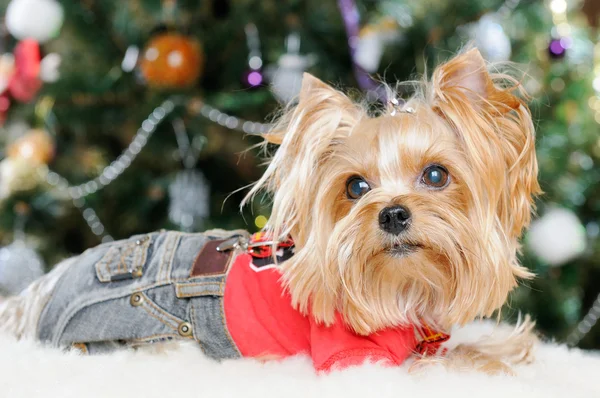 Niedlicher yorkshire terrier vor dem weihnachtsbaum — Stockfoto