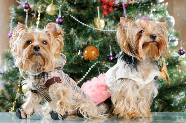 Niedlicher yorkshire terrier vor dem weihnachtsbaum — Stockfoto