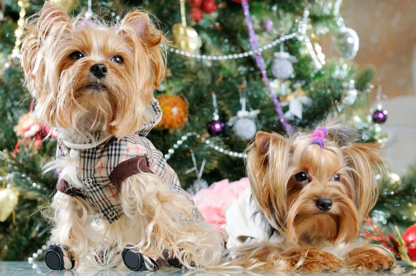 Χαριτωμένο Yorkshire Terrier μπροστά από χριστουγεννιάτικο δέντρο — Φωτογραφία Αρχείου