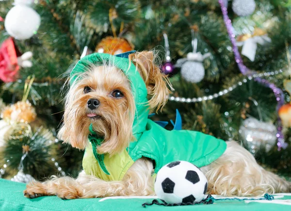 Cute Yorkshire Terrier in front of Christmas tree — Stock Photo, Image