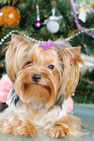 Χαριτωμένο Yorkshire Terrier μπροστά από χριστουγεννιάτικο δέντρο — Φωτογραφία Αρχείου