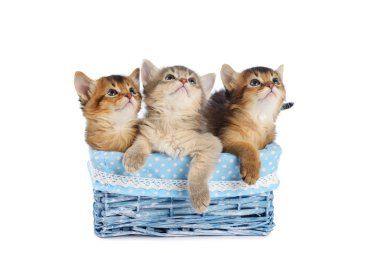 Beyaz arka plan üzerinde izole üç sevimli somali kedi yavrusu