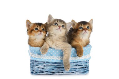 Beyaz arka plan üzerinde izole üç sevimli somali kedi yavrusu