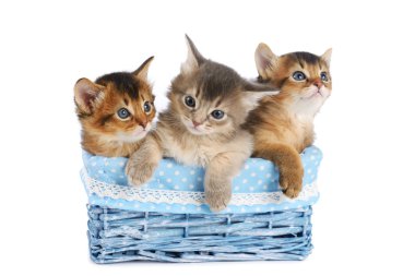 Beyaz arka plan üzerinde izole üç sevimli somali kedi yavrusu