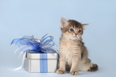 mevcut bir kutu mavi zemin üzerine oturan sevimli somali kedi yavrusu