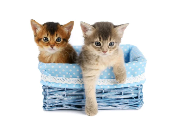 Two cute somali kittens isolated on white background — Stock Photo, Image