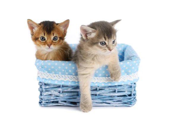 Two cute somali kittens isolated on white background — Stock Photo, Image