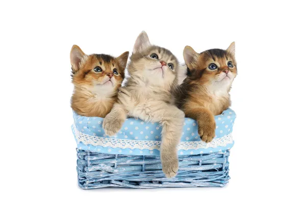 Three cute somali kittens isolated on white background — Stock Photo, Image