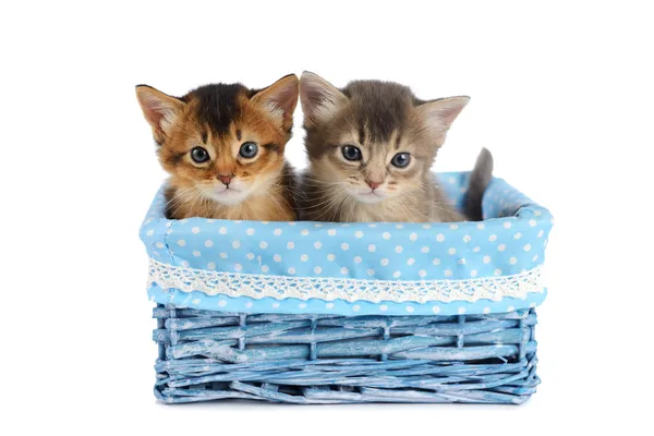 Two cute somali kittens isolated on white background — Stock Photo, Image