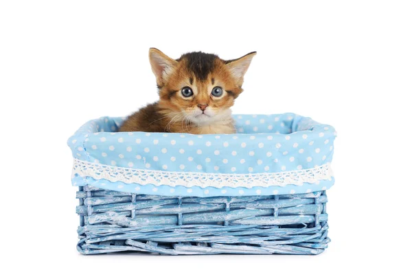 Cute somali kitten isolated on white background — Stock Photo, Image
