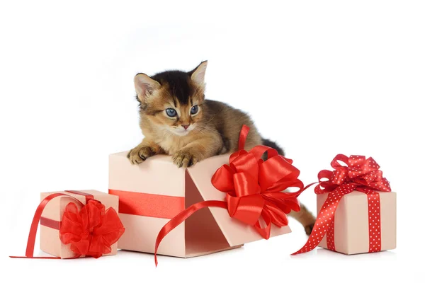 Cute somali kitten on a present box isolated on white background — Stock Photo, Image