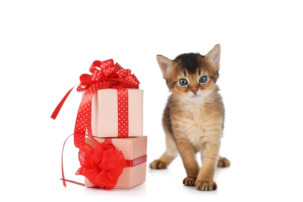 Cute somali kitten stay near a present box isolated on white background — Stock Photo, Image