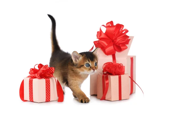 Cute somali kitten stay near a present box isolated on white background — Stock Photo, Image