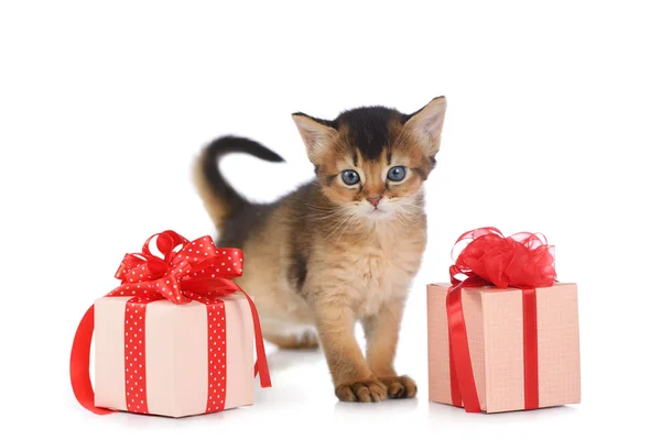 Lindo somalí gatito estancia cerca de un regalo caja aislado en blanco fondo — Foto de Stock