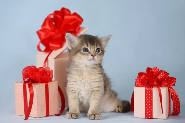 Lindo gatito somalí sentado cerca de una caja de regalo sobre fondo azul — Foto de Stock