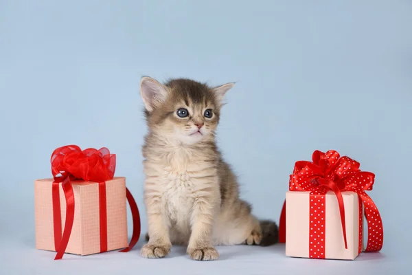 Cute somali kitten sitting near a present box on blue background — Stock Photo, Image