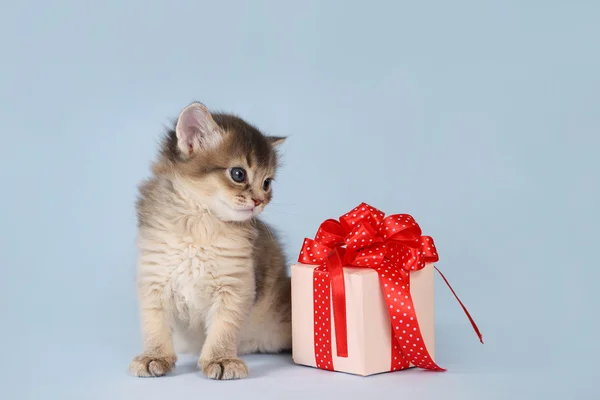 Cute somali kitten sitting near a present box on blue background — Stock Photo, Image