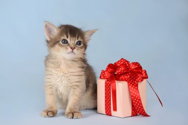 mevcut bir kutu mavi zemin üzerine oturan sevimli somali kedi yavrusu