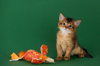 yeşil zemin üzerine sevimli somali kedi yavrusu