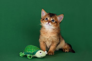 yeşil zemin üzerine sevimli somali kedi yavrusu