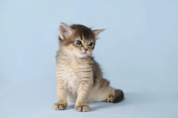 Chaton somali mignon sur le fond bleu — Photo