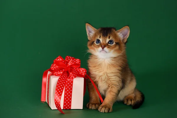 Симпатичный сомалийский котенок сидит рядом с коробкой подарков на зеленом фоне — стоковое фото