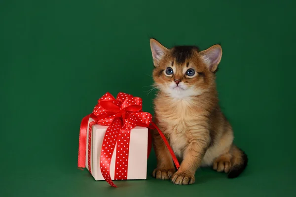 Gatinho somali bonito sentado perto de uma caixa de presente no fundo verde — Fotografia de Stock