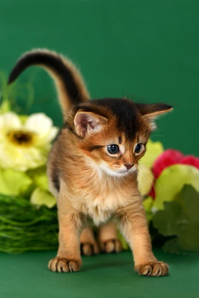 Lindo gatito somalí en el fondo verde — Foto de Stock