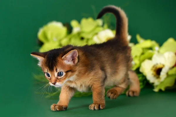 Cute somali kitten on the green background — Stock Photo, Image