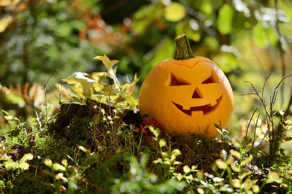 Strašidelné Halloween dýně v podzimním lese — Stock fotografie