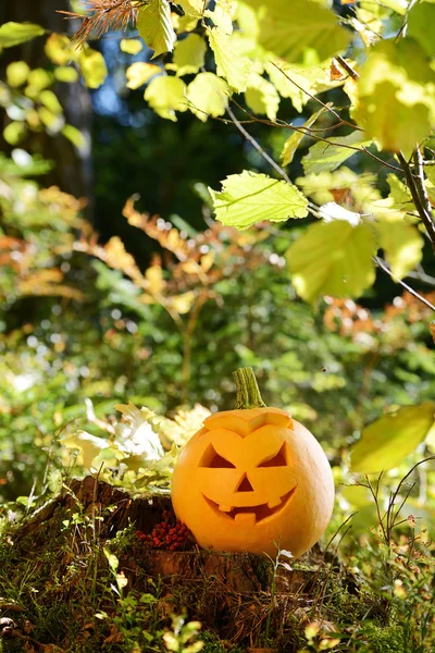 Strašidelné Halloween dýně v podzimním lese — Stock fotografie