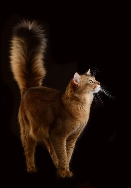 Somali kedi siyah arka plan üzerine