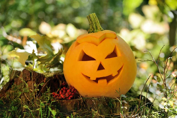 Halloween eng pompoen in herfst bos — Stockfoto