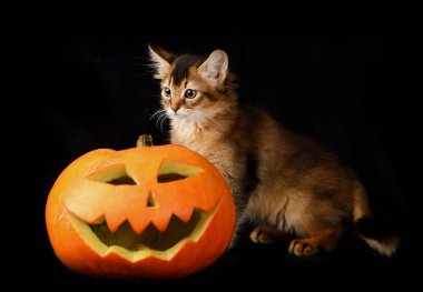 Scary halloween Balkabağı ve somali kedi