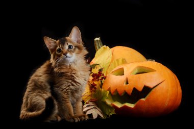 Scary halloween Balkabağı ve somali kedi