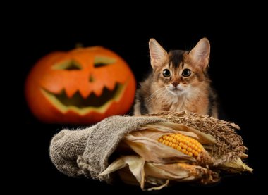 Scary halloween Balkabağı ve somali kedi