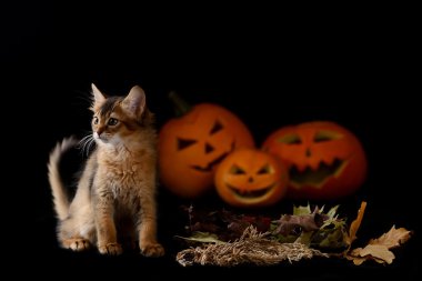 Scary halloween Balkabağı ve somali kedi