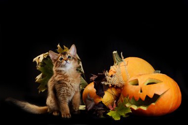 Scary halloween Balkabağı ve somali kedi