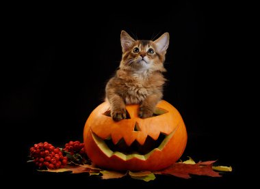 Scary halloween Balkabağı ve somali kedi