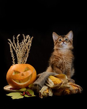 Scary halloween Balkabağı ve somali kedi