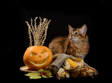 Scary halloween Balkabağı ve somali kedi