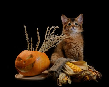 Scary halloween Balkabağı ve somali kedi